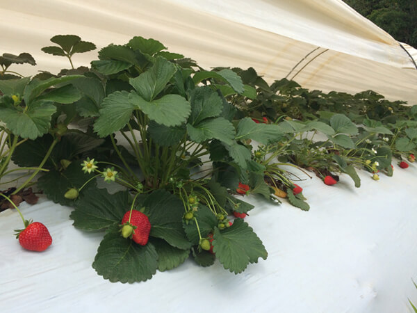 Mulching Negreira