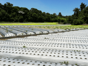 Mulching Negreira